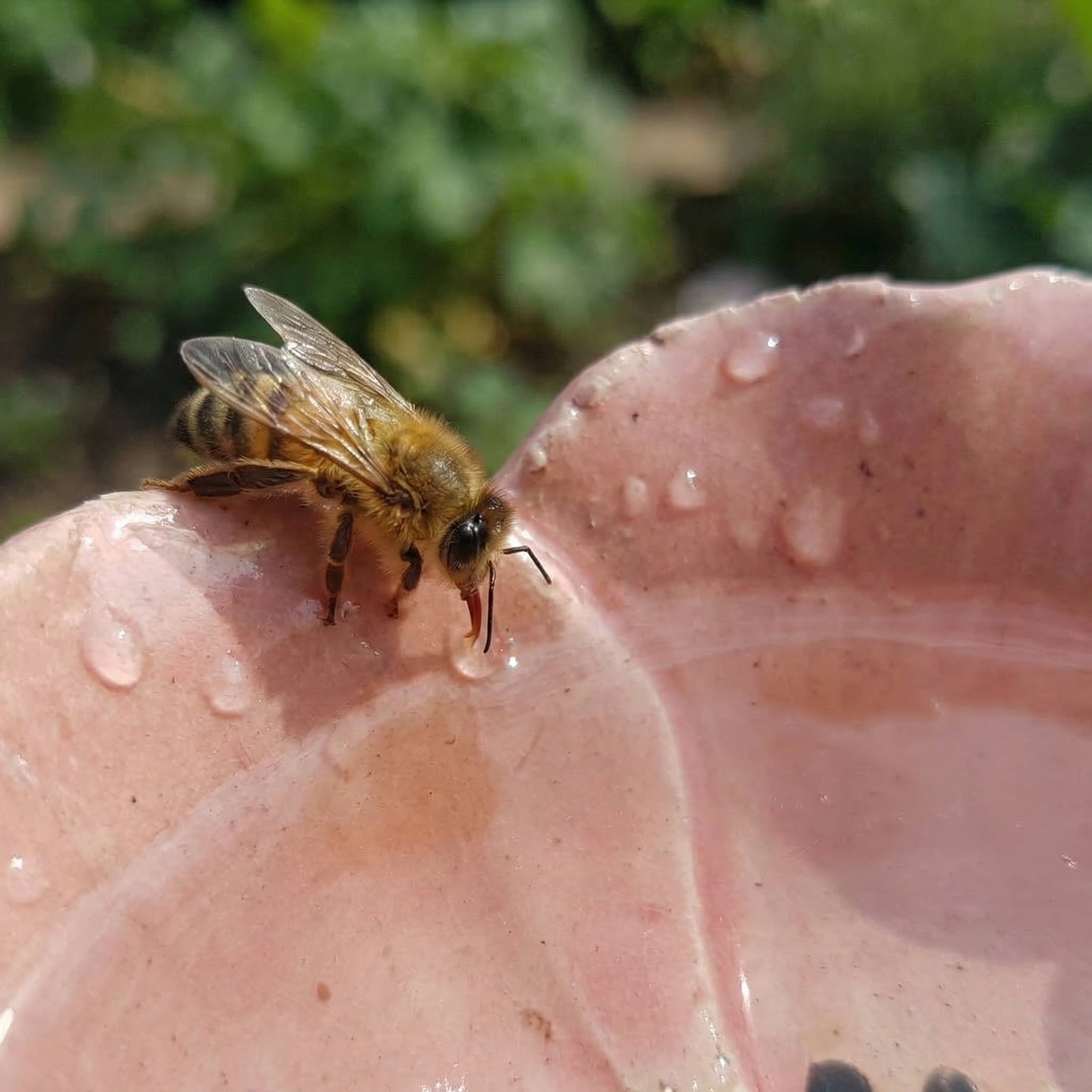 Margrets Handgetöpferte Bienen-Blüten (4er Set)